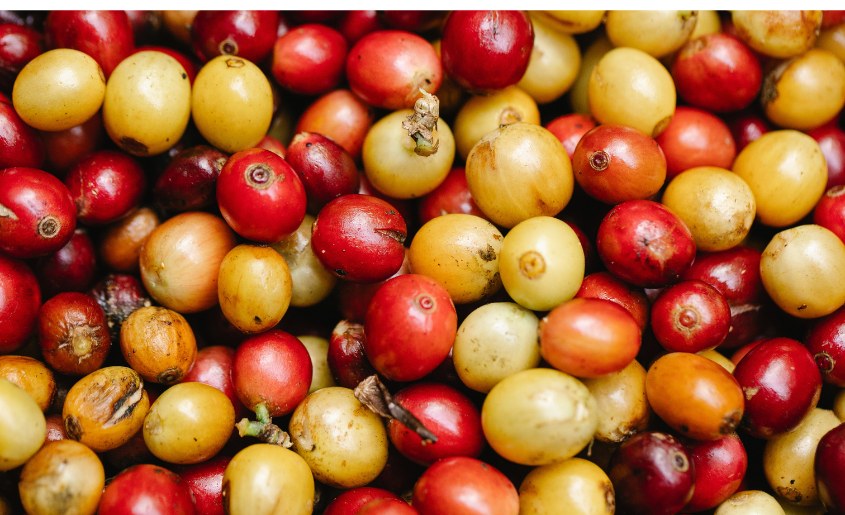 Peruvian Coffee Beans