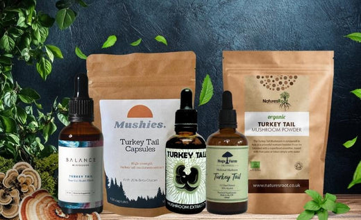 Best Turkey Tail Mushroom Supplement UK