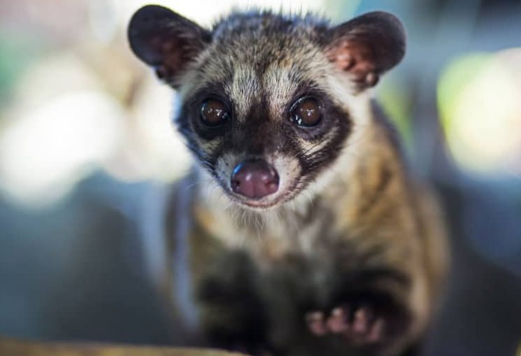 Kopi Luwak or Civet Coffee