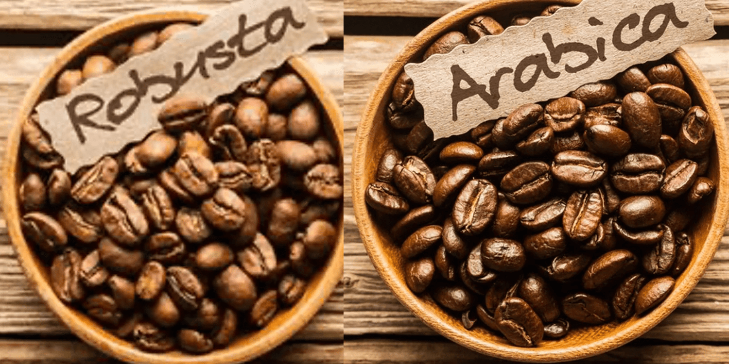 Você conhece as variedades de Arábica? - Blog Have a Coffee
