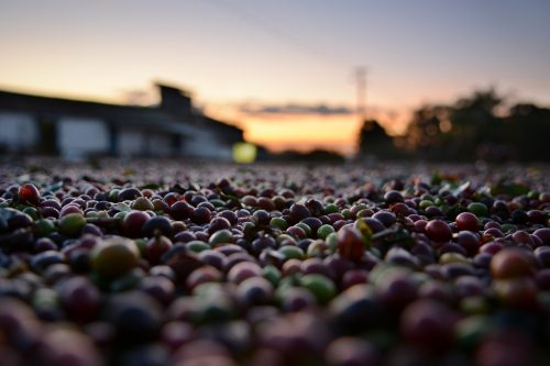 difference between light and dark roast coffee