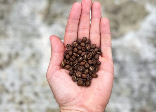 speciality coffee beans
