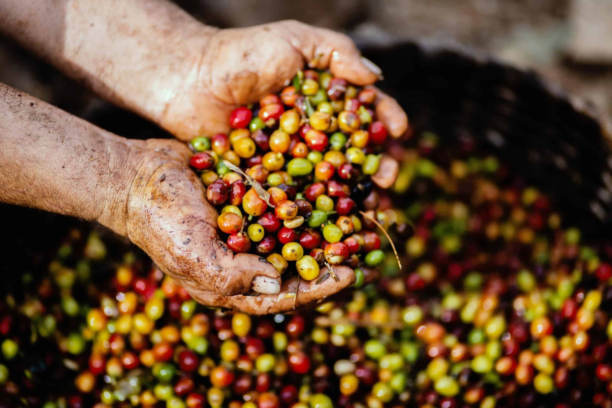 ethical coffee beans