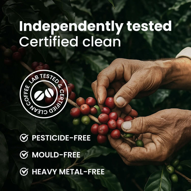 Coffee bean harvest image: pesticide-free, mold-free, and heavy metal-free beans