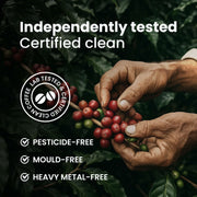 Coffee bean harvest image: pesticide-free, mold-free, and heavy metal-free beans