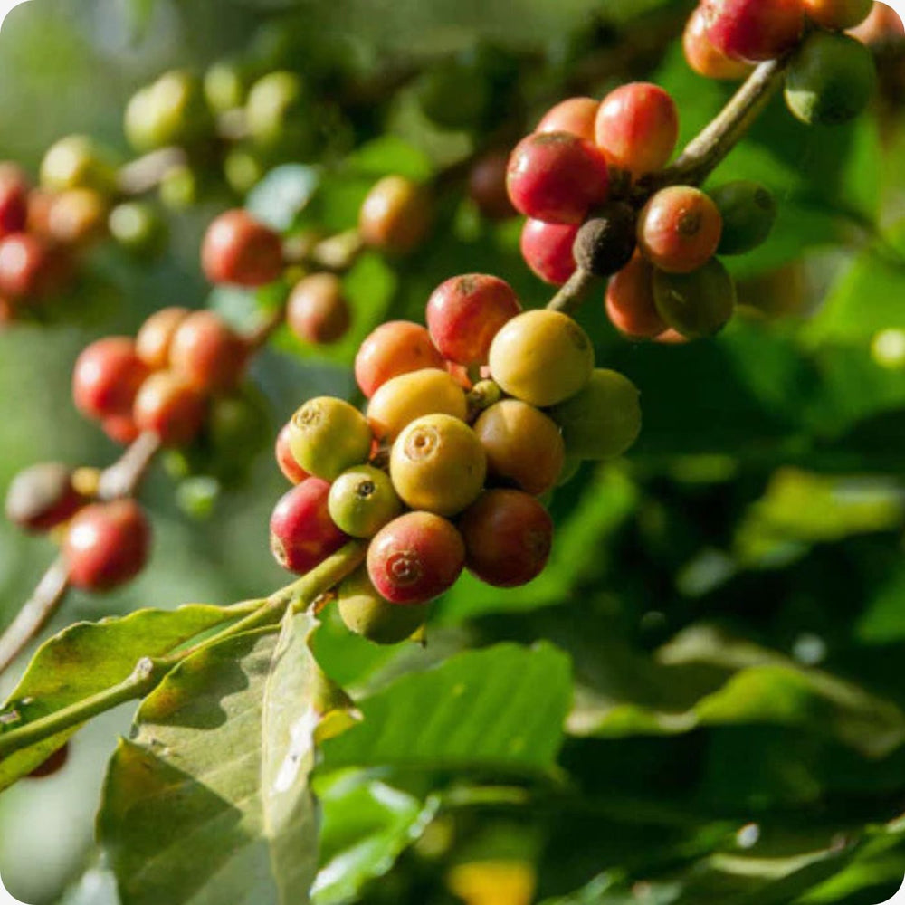 James in a speciality coffee farm across the world