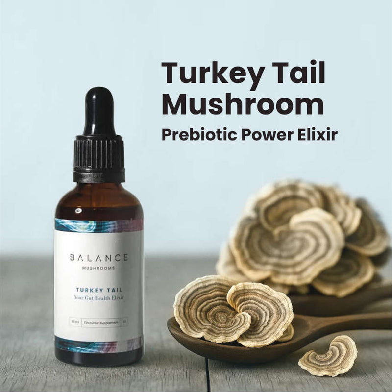 Turkey Tail